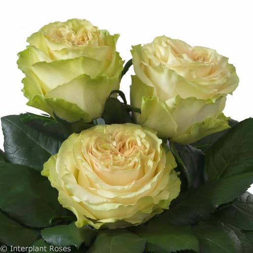 ROSE DYNAMIC 70